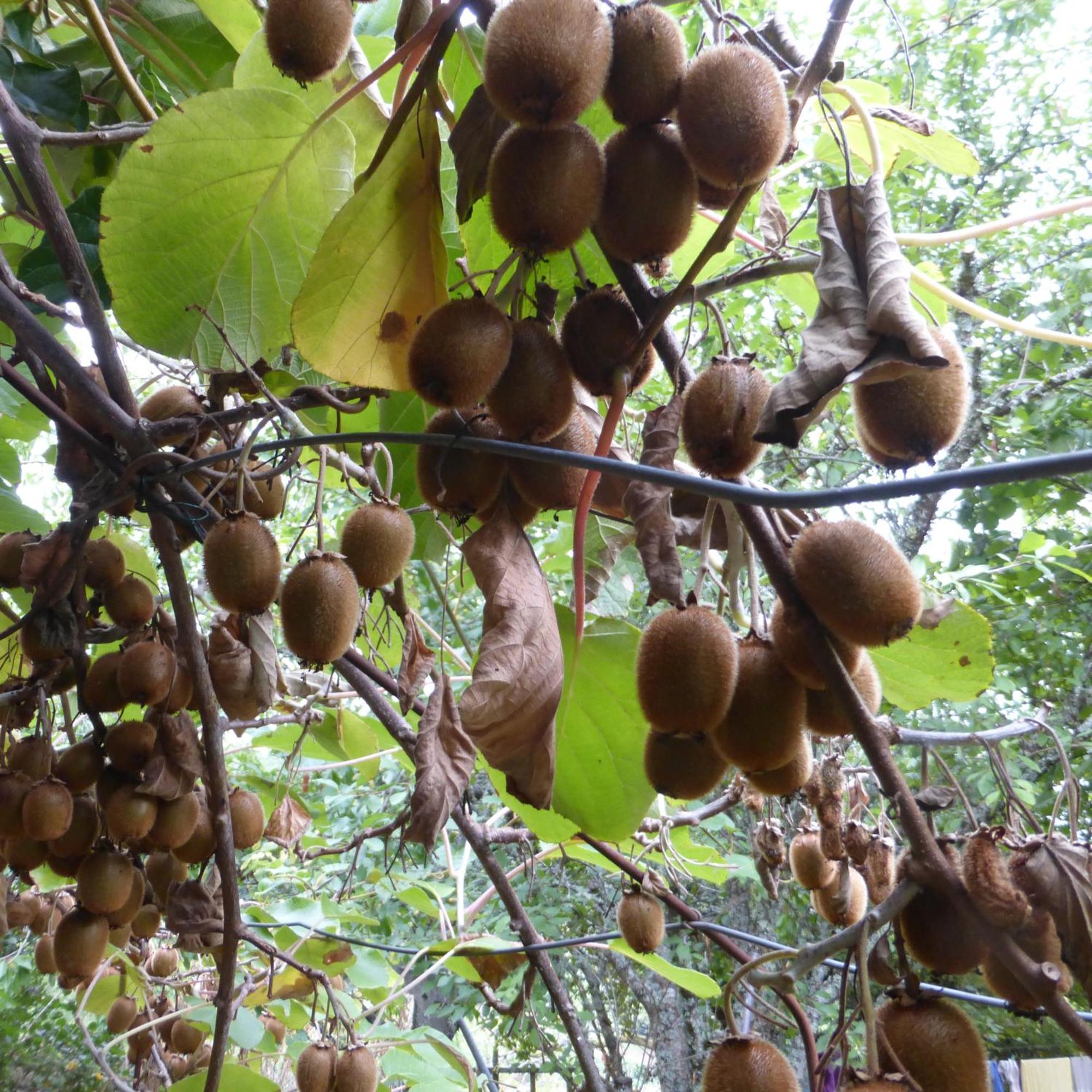 Le Bourmier Anlhiac Near Excideuil Villa Exterior foto